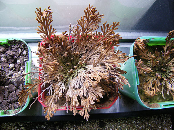 Selaginella Lepidophylla (the Resurrection Plant) growing in the Trust's plant containment facility