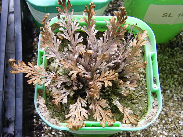 Selaginella Lepidophylla (the Resurrection Plant) growing in the Trust's plant containment facility