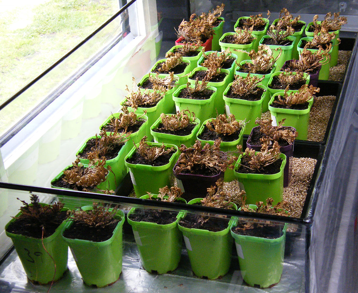 Plants of Selaginella Lepidophylla (the Resurrection Plant) growing in the Trust's plant containment facility